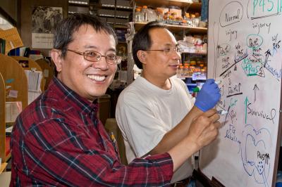 Kuo-Fen Lee and Tsung Chang Sung, Salk Institute