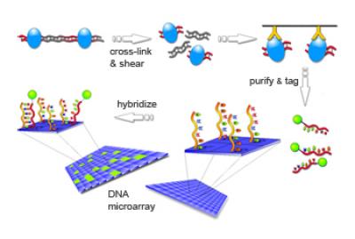 chIP Experimet to Identify Proteins Associated with DNA