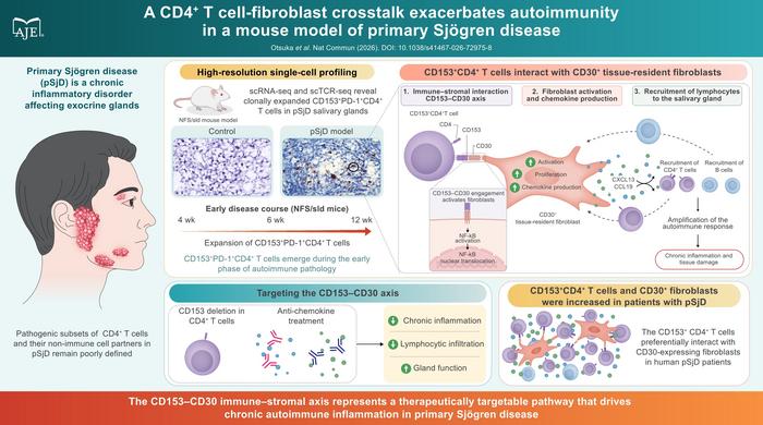 Communication between T cells and fibroblasts drives progression of Sjögren disease