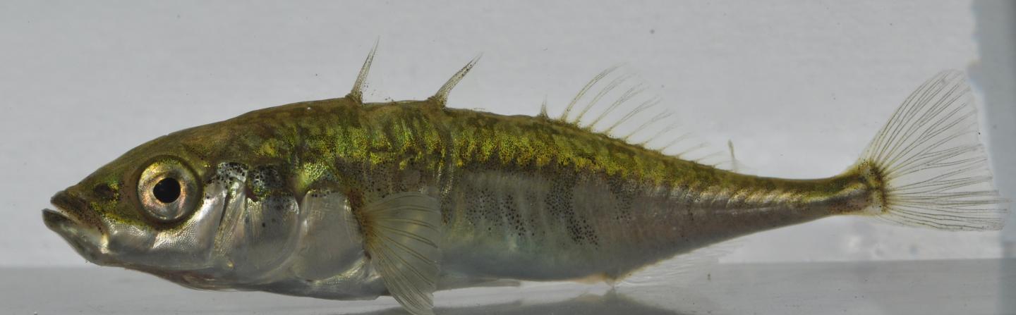 Three-Spined Stickleback
