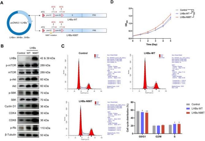Effects of large hepatitis B surface protein (LHBs) on Akt/mTOR/Cyclin D1 pathway activation, cell cycle progression, and cellular proliferation.