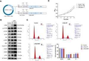Effects of large hepatitis B surface protein (LHBs) on Akt/mTOR/Cyclin D1 pathway activation, cell cycle progression, and cellular proliferation.