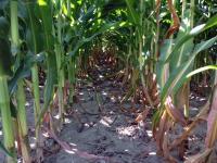 Corn Growth Comparison