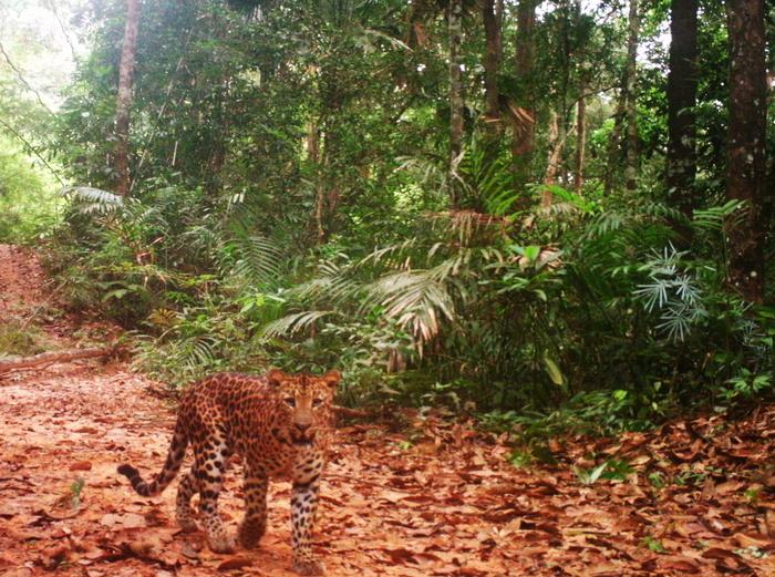 Indonesian leopard