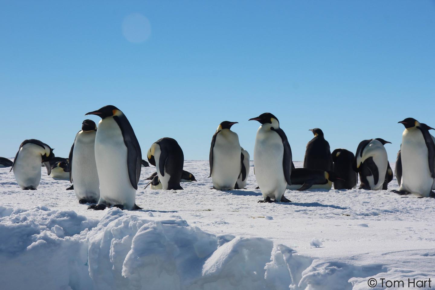 Gould Bay Emperor Penguins