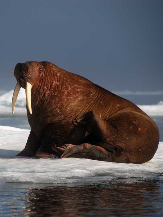 Walrus in Arctic