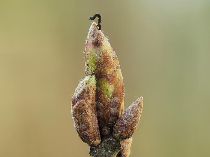 Caterpillar on a tree