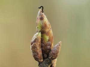 Caterpillar on a tree