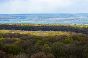 Beech forest in Germany
