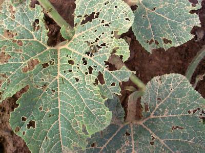 Chewed Leaf