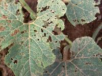 Chewed Leaf