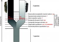 Subspecies of <i>Saperda populnea</i>