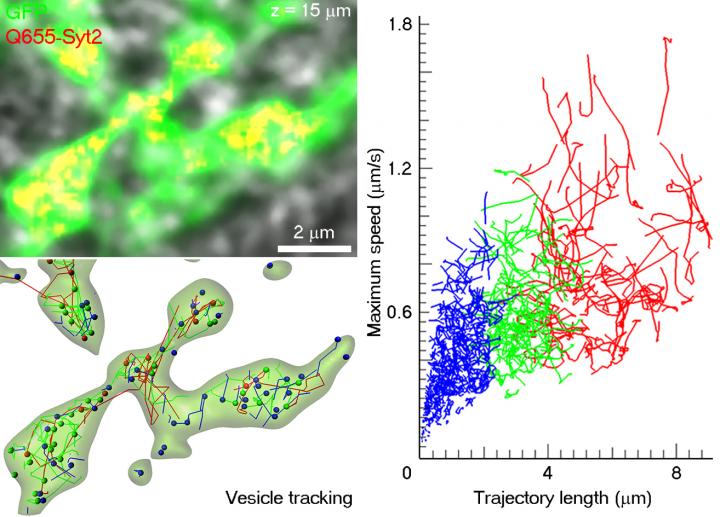 Vesicles Have a Wide Pattern of Motions, but Not All of Them are Moving at Random