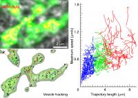 Vesicles Have a Wide Pattern of Motions, but Not All of Them are Moving at Random