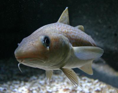 Cod in the Baltic Sea
