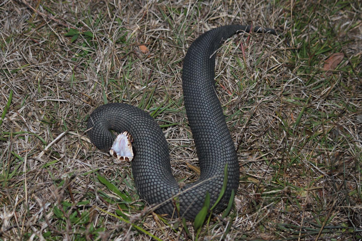 Cottonmouth