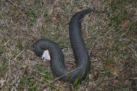 Cottonmouth