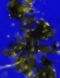 <I>E. coli</I> Inorganic Interface