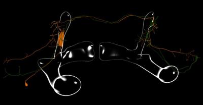 MB-V2 Nerve Cells