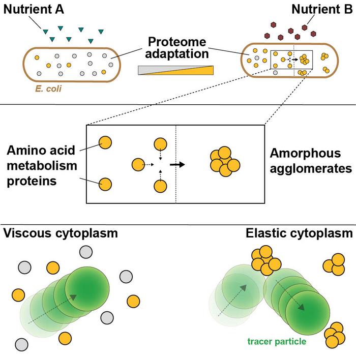 Graphical abstract