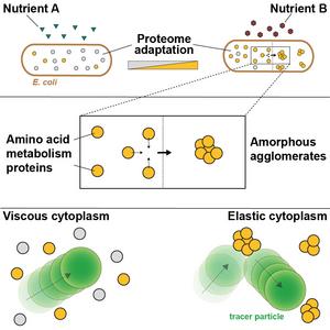 Graphical abstract