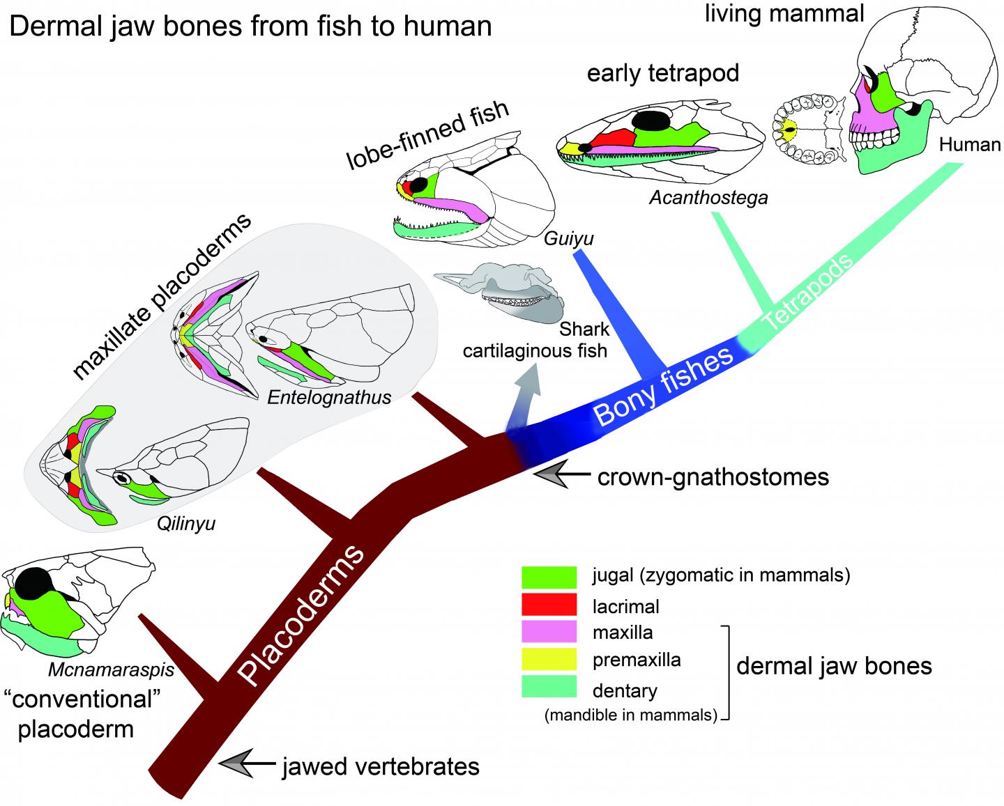 Sink your Teeth Into This: How the Jaw Evolved (1 of 6)