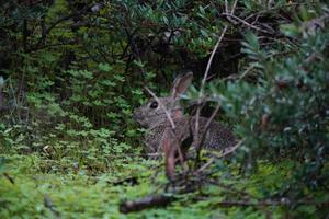 Rabbit credit Michael SY Lee