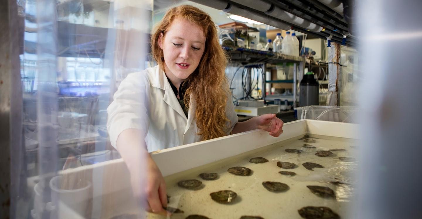 Nutrition Levels of Oysters