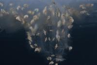 Amphipods