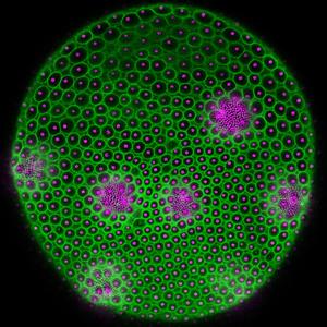 Volvox parent spheroid