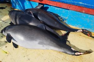 Bycaught porpoises