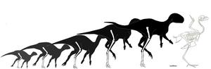 Growth trajectory of Foskeia pelendonum, compared to an adult chicken