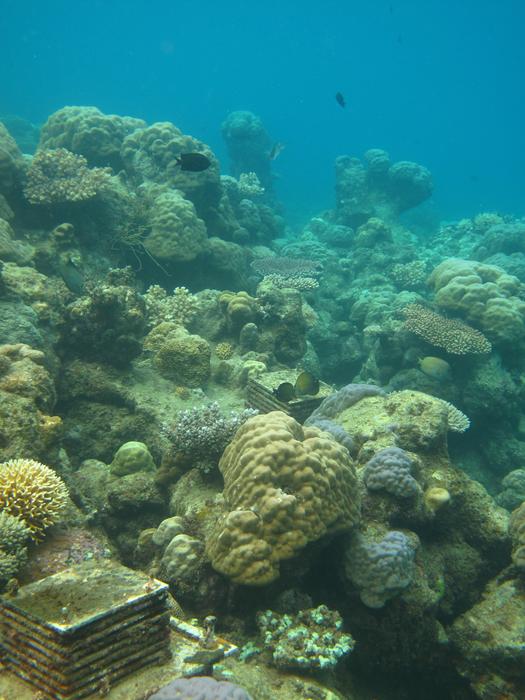 Reef measurements