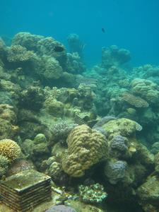 Reef measurements