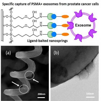 SEM and TEM Images of LNCaP Exosomes on Silica Nanosprings