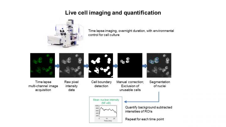 Molecular Adhesion Signaling Not Required for Proper Mitotic Spindle Orientation (2 of 2)