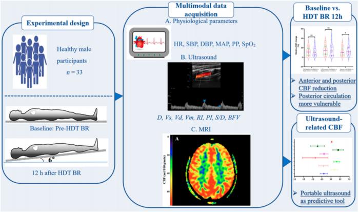 Schematic diagram of the research process. Thirty-three healthy male participants underwent a 12-h –6° head-down tilt (HDT) bed rest (BR) protocol to simulate microgravity exposure.