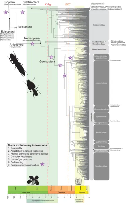 Evolutionary timeline of termites