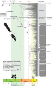 Evolutionary timeline of termites