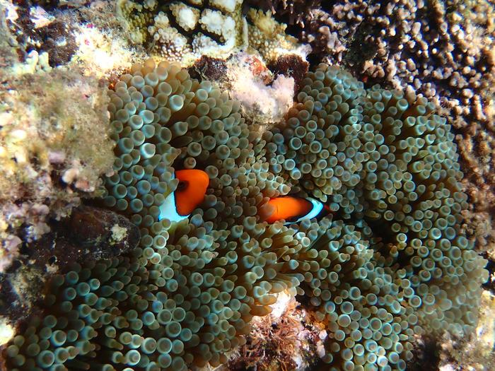 A. frenatus pair