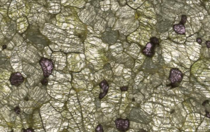 A peridotite sample, showing the three main minerals.