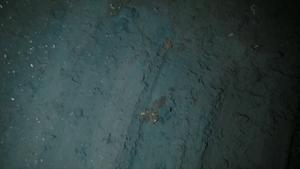 Chain damage next to undisturbed seafloor