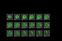 Cellular Slices With Glowing Artificial Organelles