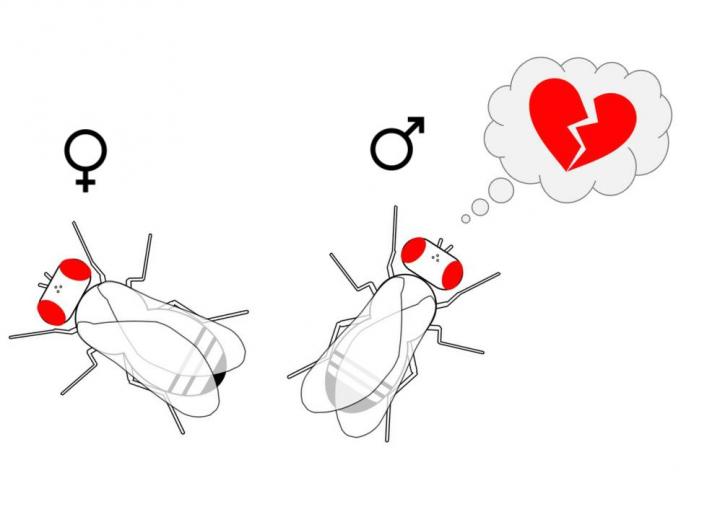 Courtship Rejection