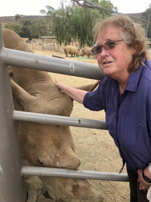 Genome of near-extinct northern white rhino offers hope for reviving the species