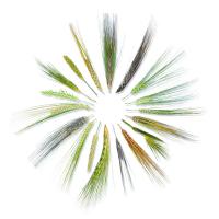Illustrated Barley Variety