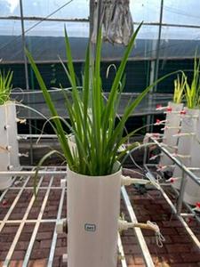 Wetland plant-fungus combo cleans up ‘forever chemicals’ in a pilot study