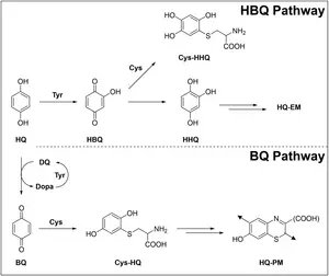 Proposed Metabolic Pathways of Hydroquinone Oxidation by Tyrosinase