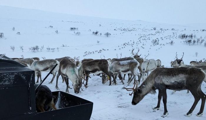 Reindeer husbandry in a changing climate