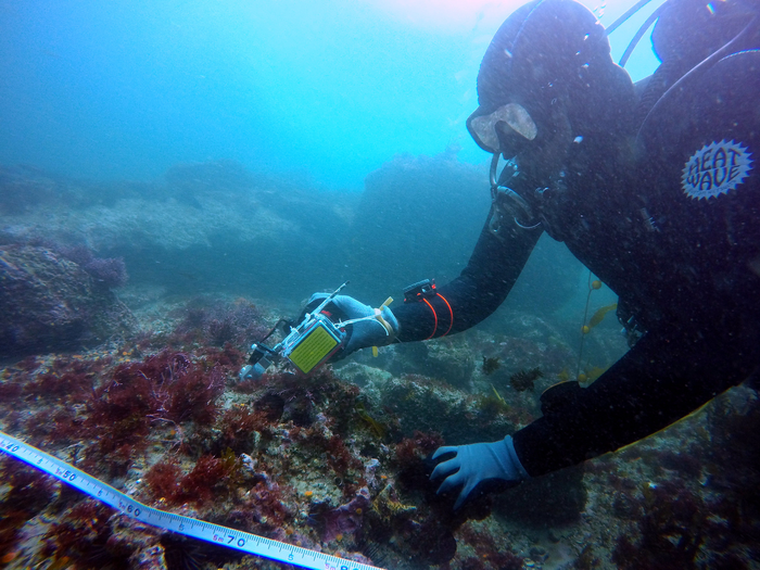 Measuring rugosity